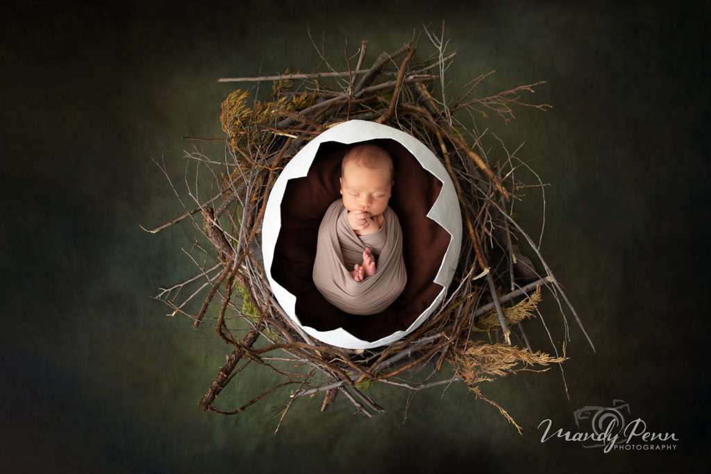 new to the nest newborn shoot!